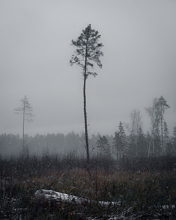 Winter, Nature, Pine, Wood, Tree, Snowfall HD phone wallpaper