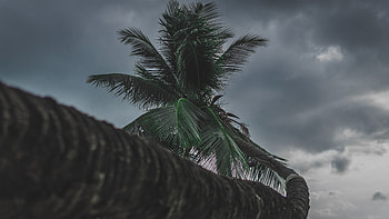 Nature, Plant, Wood, Tree, Palm, Tropical HD wallpaper