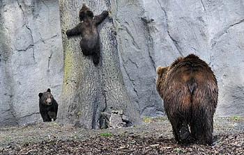 Teaching To Climb, Cubs, Tree, Teaching, Bears, Black, Mother, Animlas, Brown, Climb, Ominous HD wallpaper
