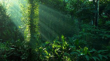 Amazonia fundings, Ethical fashion, Sustainable development, Rainforest preservation HD wallpaper