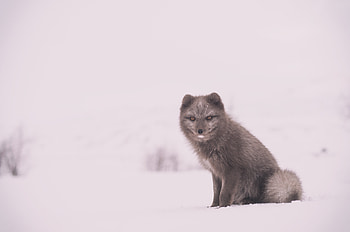 Animals, Snow, Is Sitting, Sits, Arctic Fox, Polar Fox HD wallpaper