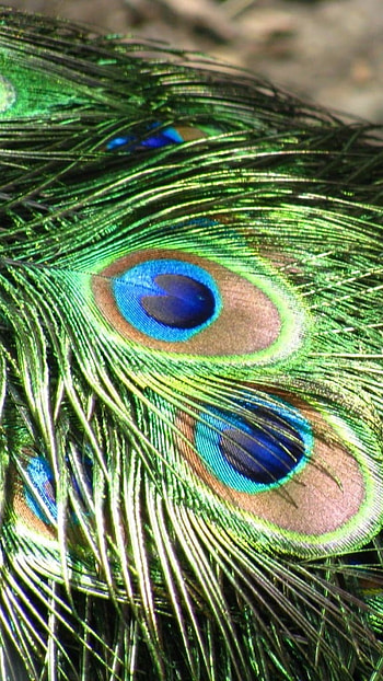 Peacock Feather, Beautiful, Colorful, Green Feather HD phone wallpaper