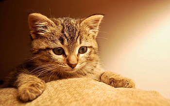 Animals, Cat, Kitty, Kitten, Muzzle, Eyes, Striped, Paw HD wallpaper