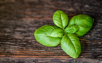 Growing happy basil, Natufia smart garden, Indoor gardening, Homegrown herbs HD wallpaper