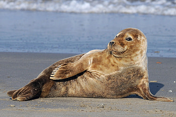 Seductive seal pose, Playful underwater display, Charismatic marine mammal, Attention grabbing HD wallpaper