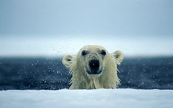 Animals, Water, Snow, Wet, Polar Bear HD wallpaper