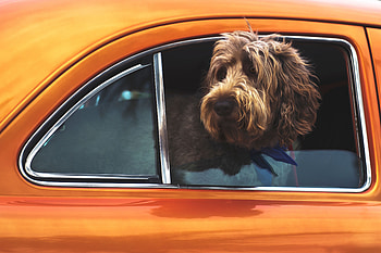 Animals, Auto, Dog, Muzzle, Window HD wallpaper