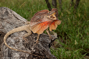 Chlamydosaurus kingii, Beautiful frilled lizard, Australian reptiles, Nature's art HD wallpaper