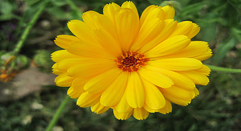 Large Yellow Flower, stems, petals, yellow, flower, green, nature, center, orange HD wallpaper