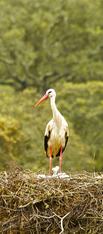 White stork, Majestic creature, Natural elegance, Pristine beauty HD phone wallpaper