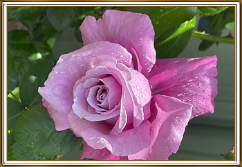 STUNNING ROSE, FLOWER, PRETTY, NATURE HD wallpaper