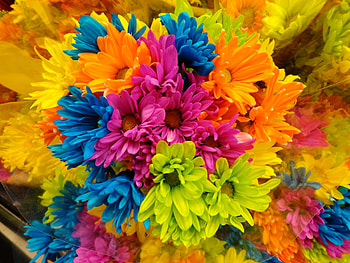 Rainbow Fowers, colorful, nature, flowers, rainbow HD wallpaper