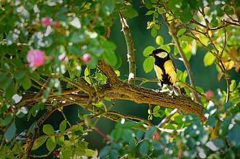 Animals, Bright, Bird, Branches, Tit, Titica HD wallpaper