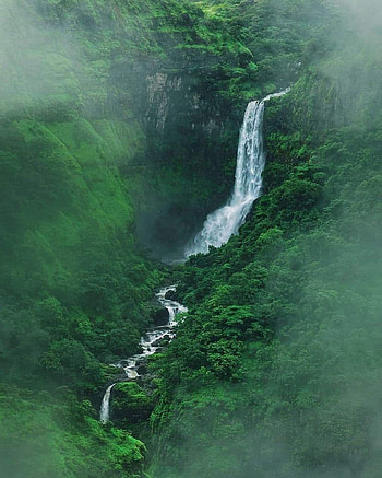 Jungles India, spring, green HD phone wallpaper