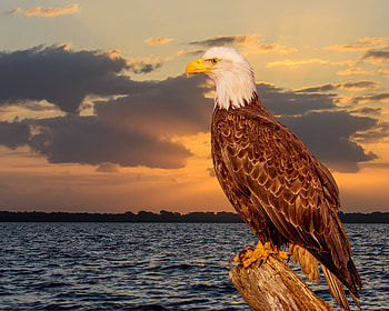 Animals, Sea, Bird, Predator, Sight, Opinion, Eagle HD wallpaper