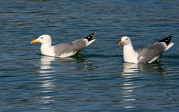 Seagulls, swimming, birds, water HD wallpaper