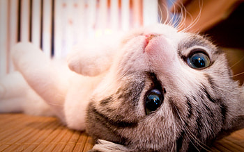 Animals, Cat, To Lie Down, Lie, Muzzle, Eyes HD wallpaper