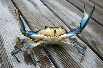 Atlantic blue crab, Crabs HD wallpaper