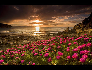 Sea Sunset, sea, fullcolours, beautiful, beach, red, flowers, sky, hill, sunset HD wallpaper