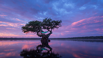 Person Camping In A Cypress Tree, graphy, tree, evening HD wallpaper