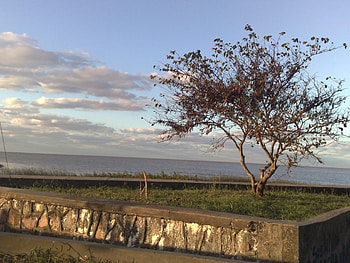 Arbol.Punta.Lara, trees, nature, green HD wallpaper