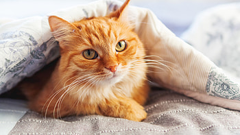 Light Brown White Yellow Eyes Cat Inside Cloth Cat HD wallpaper
