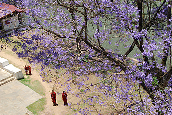 Jacaranda'flower on Punakha dzong Pagoda(Bhutan), pagoda, river, flower, mountain HD wallpaper