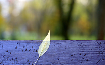 Autumn, Drops, Macro, Sheet, Leaf, Bench HD wallpaper