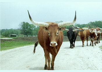 Cow With Big Horns, big cow, cow, cows, bangladesh, horn HD wallpaper