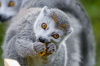Animals, Food, Animal, Nice, Sweetheart, Lemur, Eat HD wallpaper