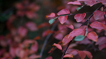 Red Leafs, leaf, red, nature HD wallpaper