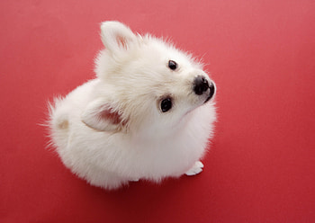 Animals, Dog, Fluff, Fuzz, Red Background HD wallpaper