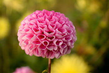 Close-up of a vibrant pink dahlia flower in full bloom, showcasing its intricate petals in a lush summer garden setting. HD wallpaper