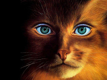 Those Eyes, eyes, cat HD wallpaper