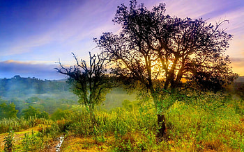BEAUTIFUL MORNING, fog, hills, morning, field, trees, grass, dew, sun HD wallpaper