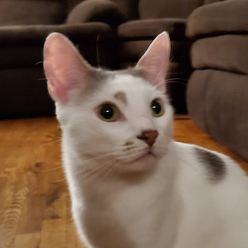 Beluga cat IRL, whiskers, fur HD phone wallpaper
