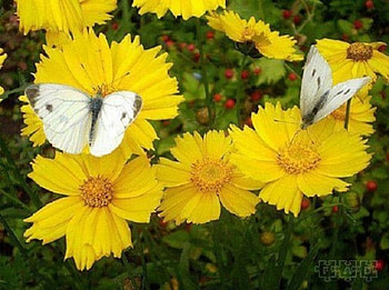 Enjoying these Yellow Beauties, butterflies, white, yellow, nature, flowers HD wallpaper