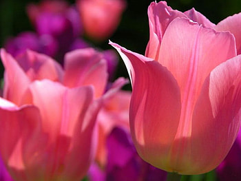 pink flowers, pink, beautiful, flowers HD wallpaper