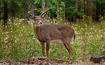Deer, animal, stag, forest, flowers HD wallpaper