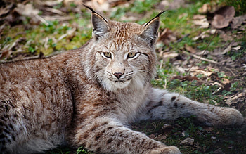 Animals, Iris, Muzzle, Beautiful, Big Cat HD wallpaper