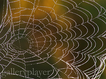 Dew dropped web , trees, nature, forest HD wallpaper