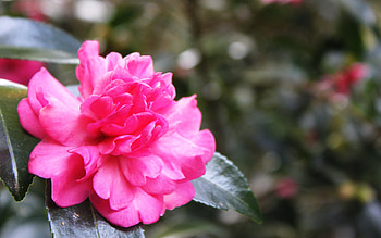 Blushing Beauty, pink, leaves, flower, green, blushing, bloom, beauty, blossom HD wallpaper