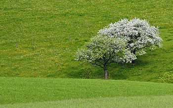 Tree, Trees HD wallpaper
