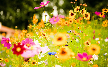 Plants, Flowers HD wallpaper