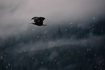 Animals, Snow, Bird, Flight, Eagle HD wallpaper