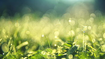 Close-up of sunlit green grass with bokeh, capturing fresh morning dew in an outdoor garden. HD wallpaper