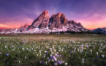 Mountain Meadow, meadow, nature, crocuses, mountain HD wallpaper