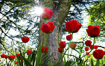Tulips, Nature, flowers, tree, sunshine, daytime, graphy, garden, beautiful, sunrays, green, red, stunning HD wallpaper