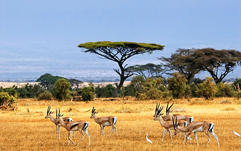African safari, Exquisite , Wildlife encounters, Nature's beauty HD wallpaper