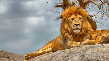 Serengeti National Park, Ruaha National Park, Holaa Safari Kenya, Tanzania wildlife HD wallpaper